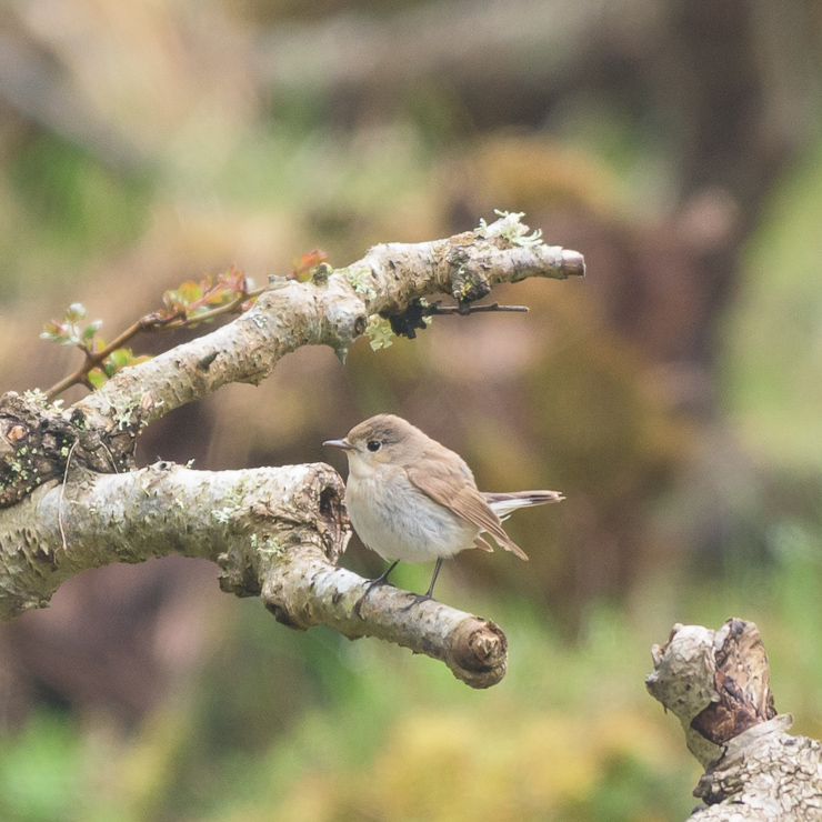 Red-breasted flycatcher